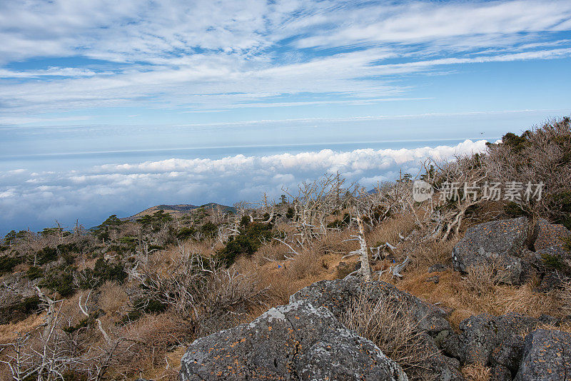 Dead Trees on Witse-Oreum攀登汉拿山山顶